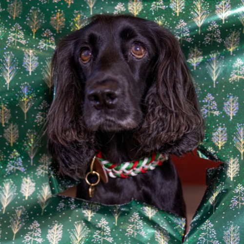 Christmas SNOOT